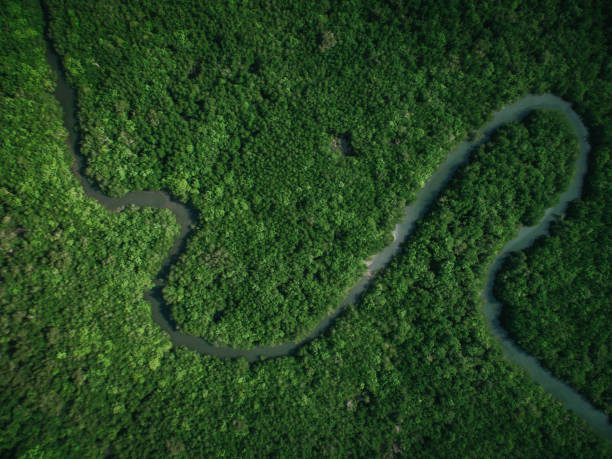 vista aérea del río - river aerial view delta rainforest fotografías e imágenes de stock