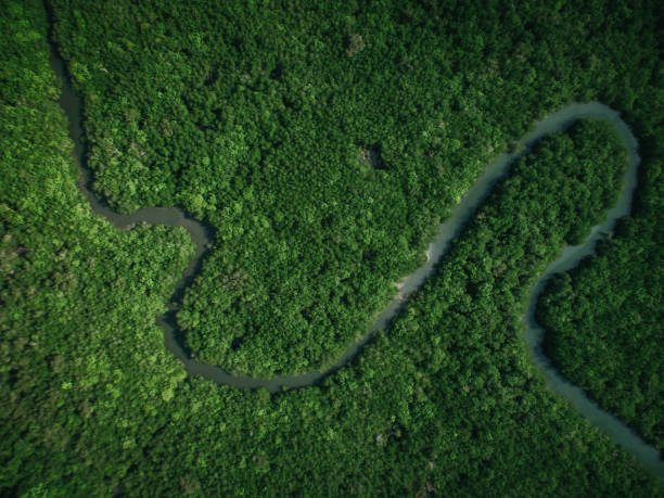 river aerial view - river aerial view delta rainforest imagens e fotografias de stock
