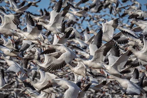 Snow geese (Anser caerulescens) fly against a blue-sky background on spring migration North stop at Middle Creek Wildlife Management Area in Lancaster County, Pa.