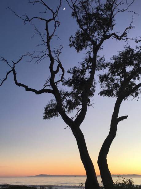 istock Moon-rising through the treetop at the beach after sunset 1453680969