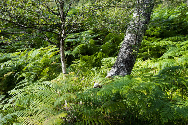 istock Green ferns in a forest 1453681286