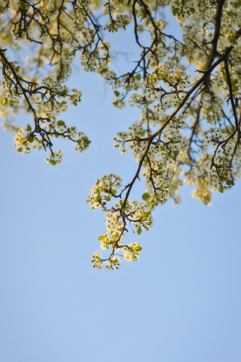A low angle shot of dogwood tree blooming during winter against a blue sky background