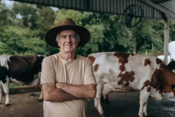 Dairy cow farmer in the corral