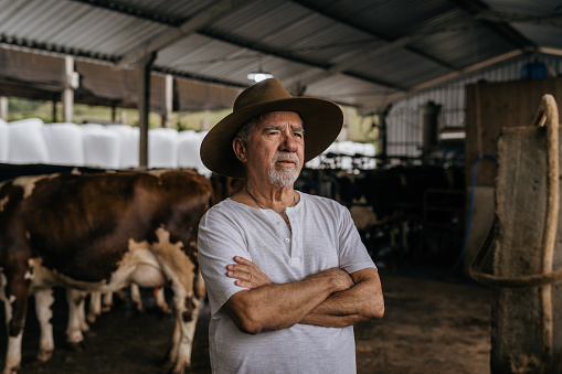 Portrait of a senior cattleman