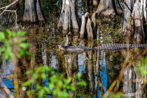 istock Alligator Relaxing in Water 1453683187