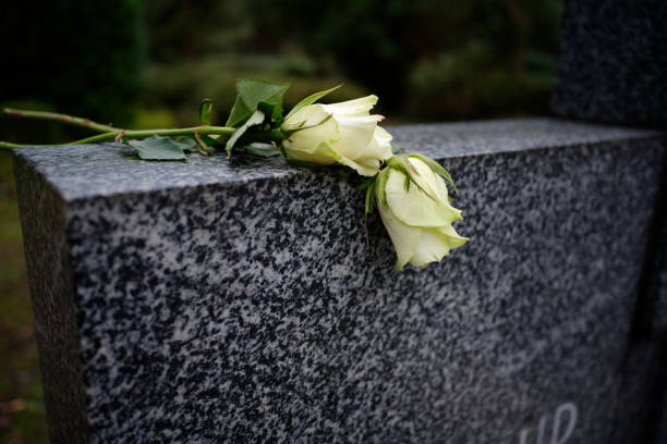 roses on a marble tombstone two white roses lying on a marble tombstone place of burial stock pictures, royalty-free photos & images