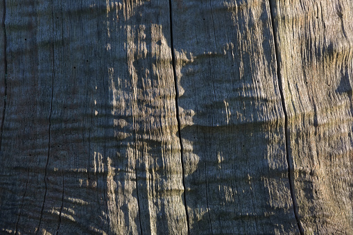 Large weathered tree trunk provides warm and cool wooden tones that form an abstract background. Fine texture taken during golden hour outdoors