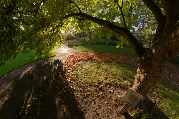 Photo of Super wide perspective under branches of an established mulberry tree