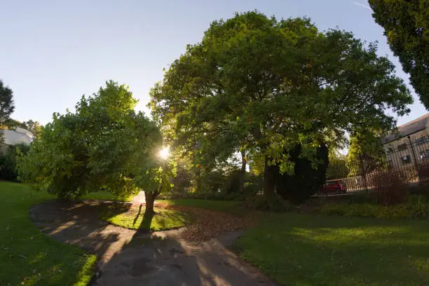 Photo of Warm evening sun shines through the branches of a mulberry tree