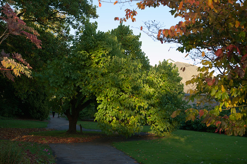 Dappled evening light illuminates a mulberry tree in sheffield botanical gardens. The Iconic greenhouses are partially visible in the background.