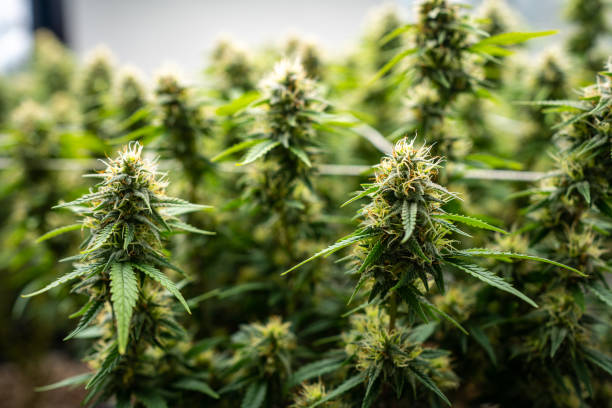 istock Cannabis plants in flowering stage 1453686462