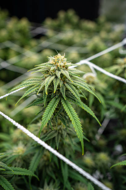 istock Cannabis plant in flowering stage 1453686488