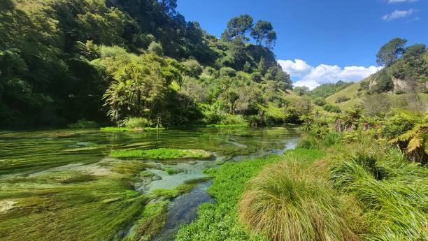 istock Blue Springs filled with underwater plants 1453687804