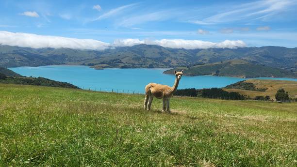 istock Brown alpaca standing against a lake view 1453687815