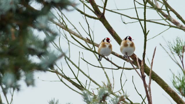 The European goldfinch (Carduelis carduelis), two birds in total, resting on a twig, looking around. The sky is in the background.