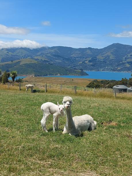 istock Mom and son alpaca resting on the grass 1453688942