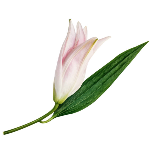 Lily flower bud with green leaf isolated on white background