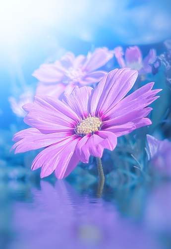 Defocused pink cosmos flower in garden with reflection and mists and sunlight in the morning