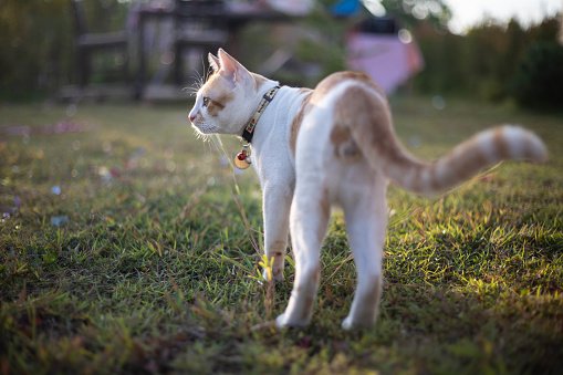 Orange and white cat on the grass