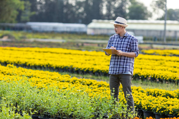 Asian gardener is taking note using clip board on the growth and health of yellow marigold plant while working in his rural field farm for medicinal herb and cut flower business Asian gardener is taking note using clip board on the growth and health of yellow marigold plant while working in his rural field farm for medicinal herb and cut flower usage agricultural occupation stock pictures, royalty-free photos & images