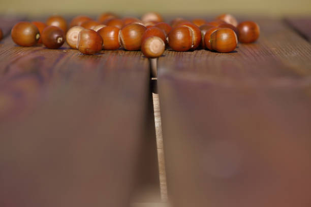 Several acorns seem to have been collected by squirrels in a park in autumn in Jeju Island