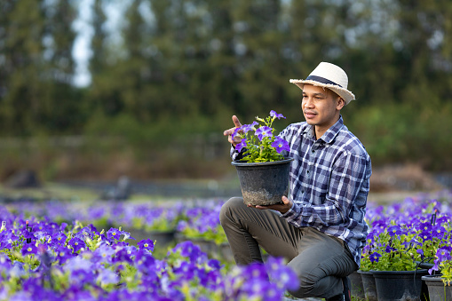 Asian gardener is inspecting the health and pest control of purple petunia pot while working in his rural field farm for medicinal herb and cut flower business
