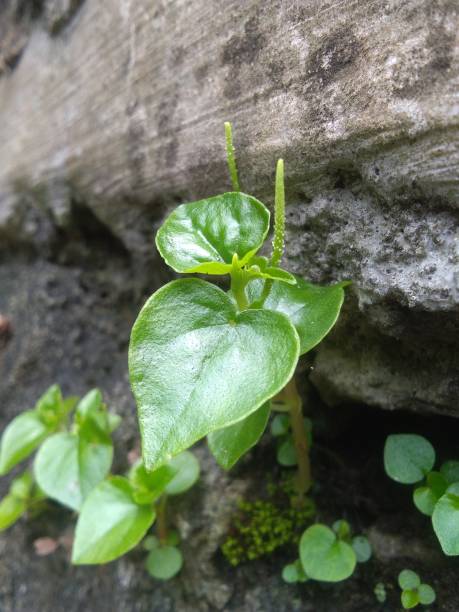 istock Peperomia pellucida or chinese betel plant 1453699370