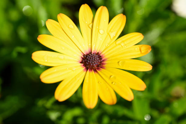istock beautiful yellow gerbera flower in the garden 1453699578