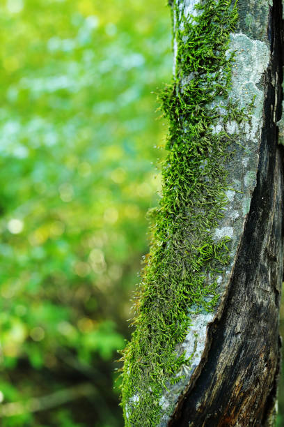 istock Unspoilt nature in the recreational forest 1453700451