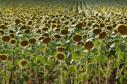 Field of blooming sunflowers in backlit in the morning. Background scenery of sunflowers.