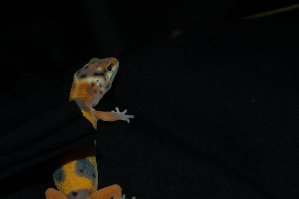 istock Orange leopard gecko with elegant black background 1453703484