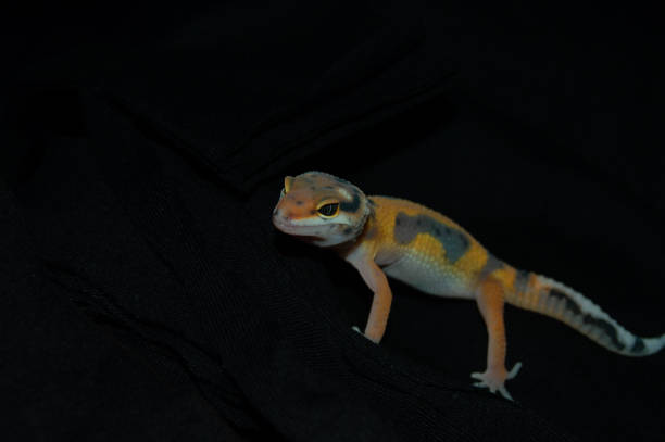 istock Orange leopard gecko with elegant black background 1453703520