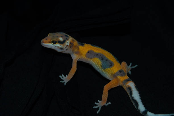 istock Orange leopard gecko with elegant black background 1453703531