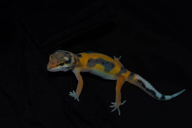 istock Orange leopard gecko with elegant black background 1453703550