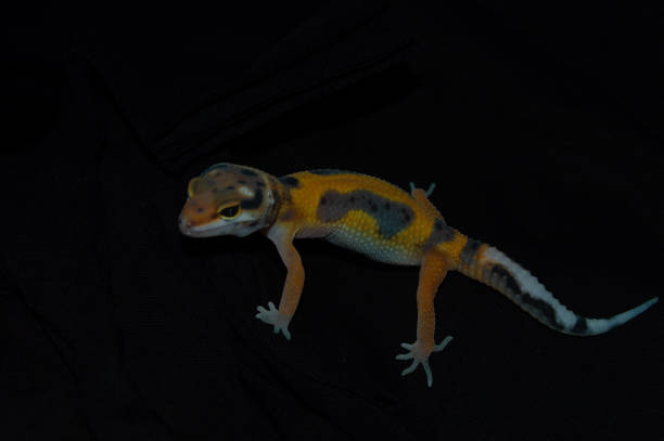 istock Orange leopard gecko with elegant black background 1453703552