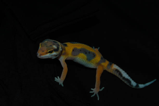 istock Orange leopard gecko with elegant black background 1453703579