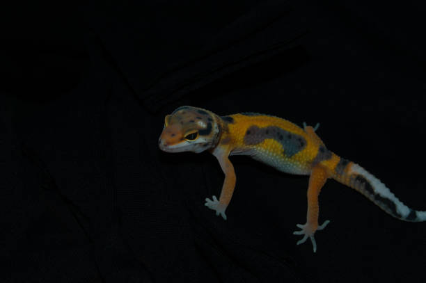 istock Orange leopard gecko with elegant black background 1453703582