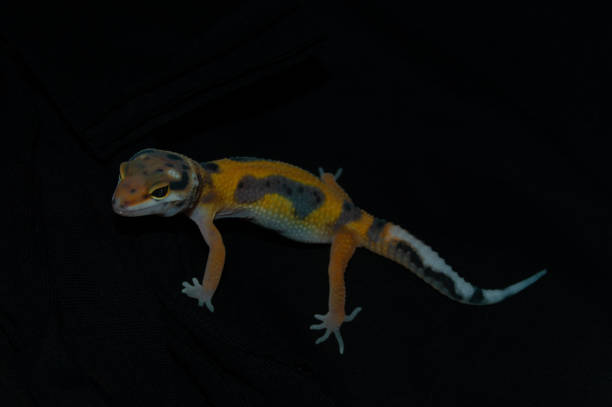 istock Orange leopard gecko with elegant black background 1453703617