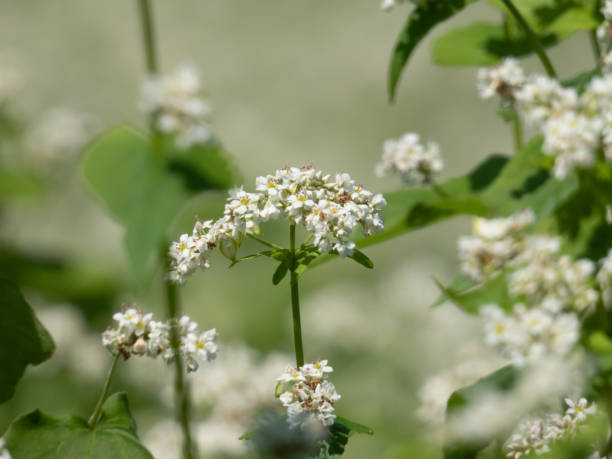 istock Buckwheat flowers in full bloom 1453705248