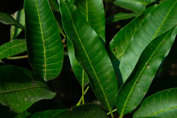 istock fresh and dense green mango leaves 1453705322