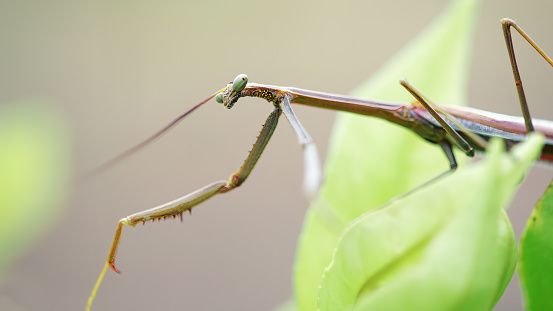 Close up of a stick insect outdoors in nature