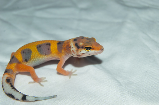 Leopard gecko is a type of gecko found in Pakistan, India and Iran. This gecko is an ornamental animal and is a popular pet because of its beautiful body color and easy maintenance.