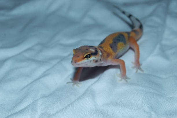 istock Leopard geckos are orange on a white background 1453706119