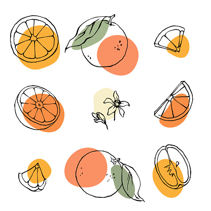 Orange outline vector illustration set. Hand drawn oranges, slices and leaves drawing with abstract color spots.
