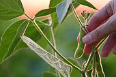 Close-up of hand holding soybean pod at golden hour, copy space