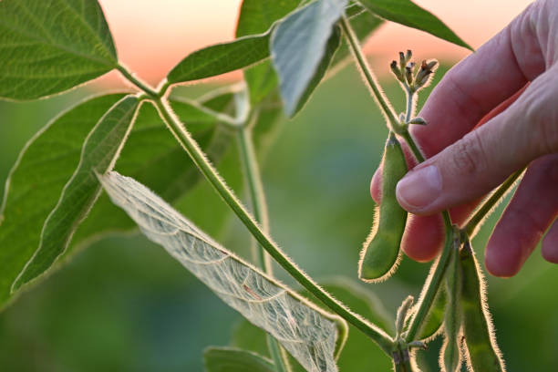 close-up of hand holding soybean pod at golden hour, copy space - pod imagens e fotografias de stock