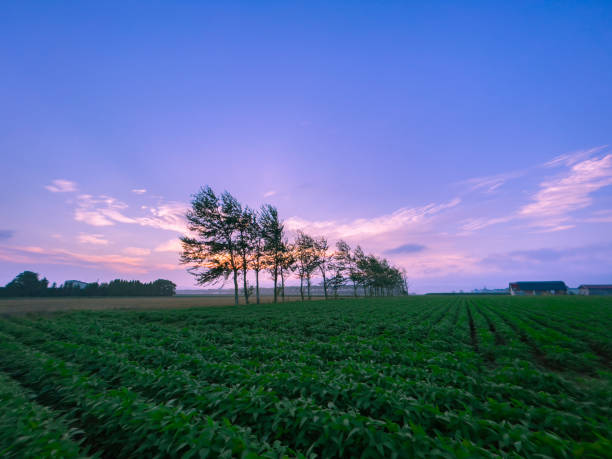 istock Rows of trees and fields dyed in the morning sun 1453707209