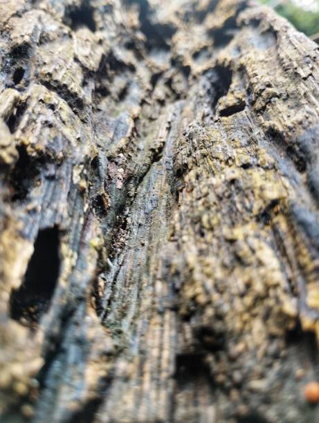 istock porous wood texture 1453707876