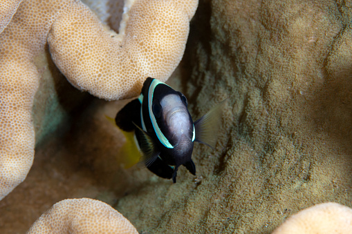 Clownfish - Amphiprion clarkii living in an anemone. Underwater world of Tulamben, Bali, Indonesia.