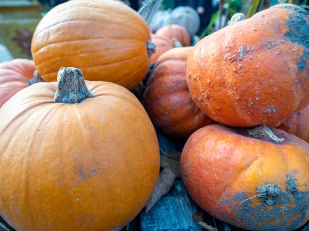 istock Variety of pumpkins located on a rustic wooden surface 1453711609